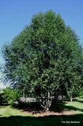 Betula utilis var. jacquemontii — photo 3